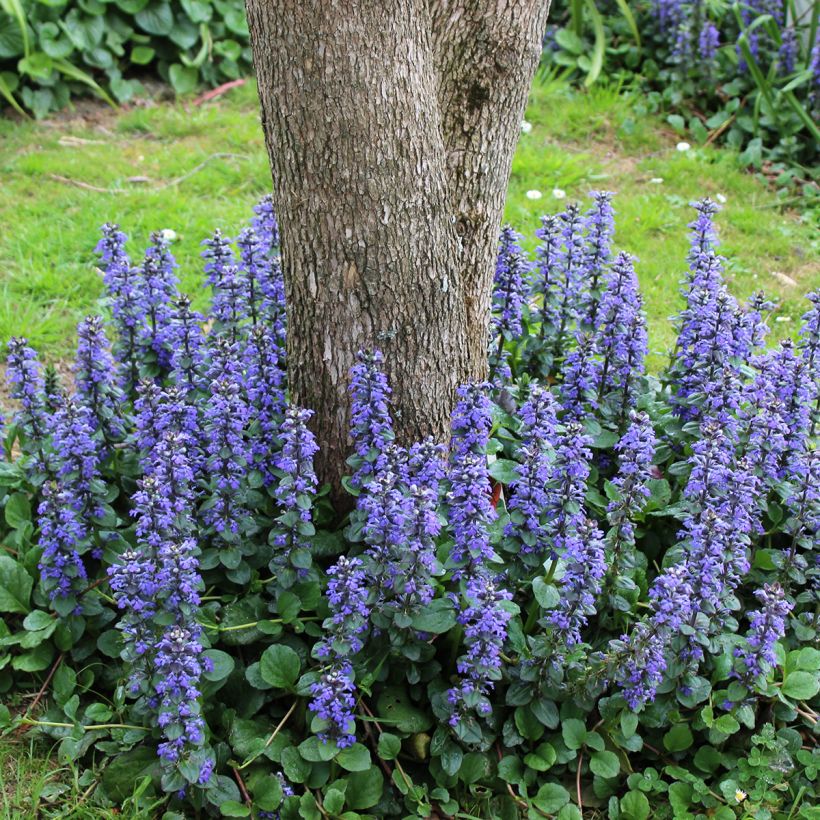Bugle rampante - Ajuga reptans (Plant habit)