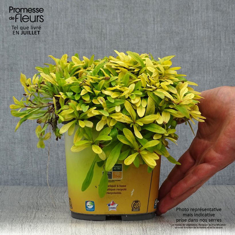 Example of Bugle rampante - Ajuga tenorii Cordial Canary Pot de 2L/3L as you get in ete