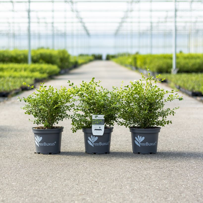 Buis - Buxus Betterbuxus Babylon Beauty (Plant habit)