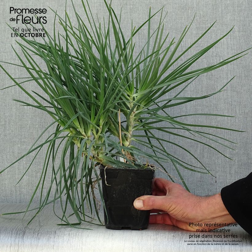 Example of Bulbine frutescens - Bulbine jaune Pot de 1L/1,5L as you get in automne