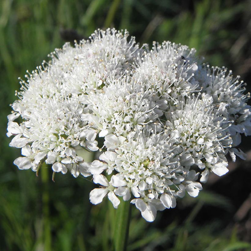 Chataigne de terre - Bunium bulbocastanum (Flowering)