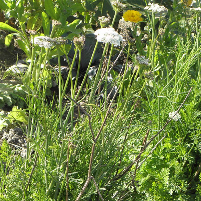 Chataigne de terre - Bunium bulbocastanum (Plant habit)