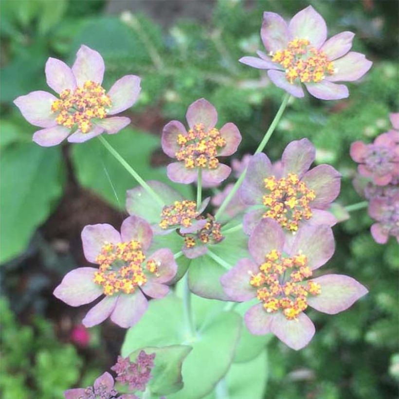 Bupleurum longifolium Bronze Beauty - Buplèvre à feuilles allongées (Flowering)