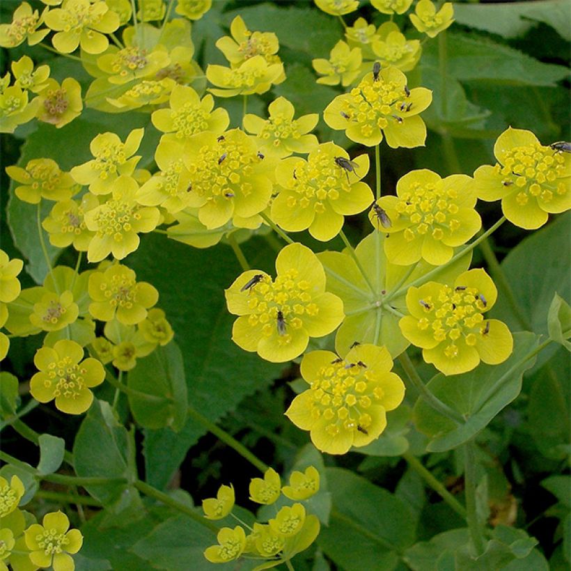 Buplèvre, Bupleurum longifolium ssp. aureum (Flowering)