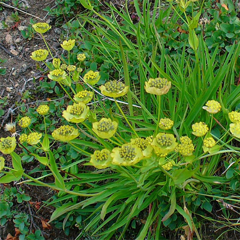 Buplèvre, Bupleurum ranunculoïdes (Plant habit)