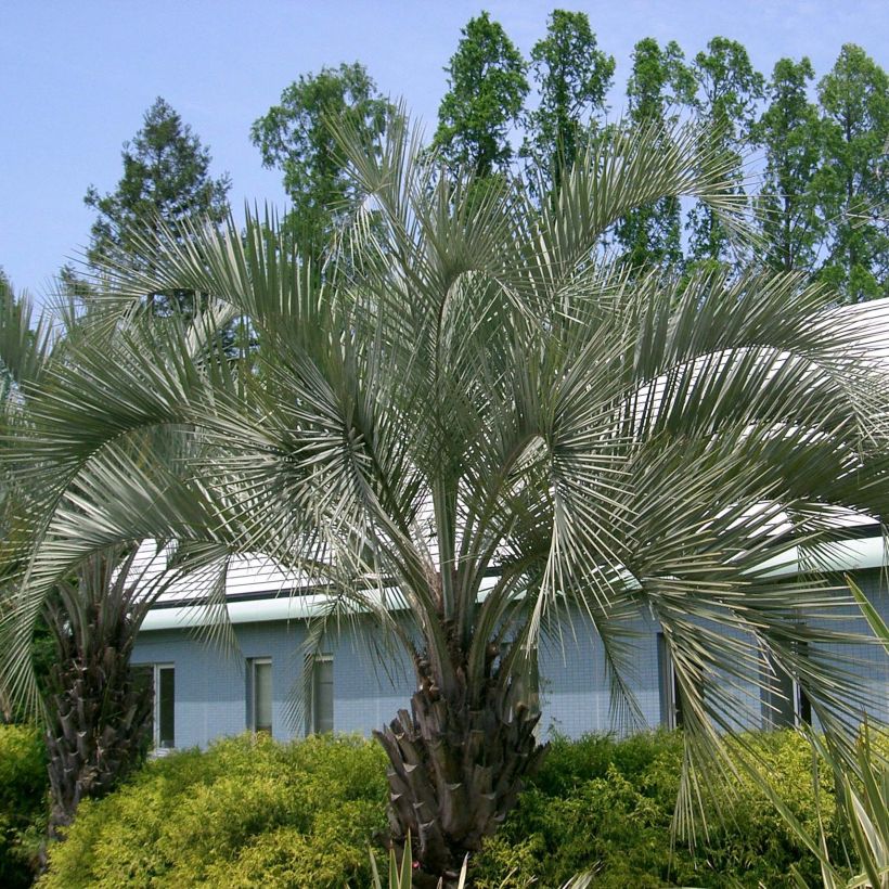 Palmier à vin - Butia capitata (Plant habit)