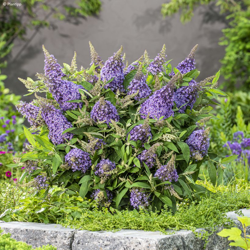 Buddleja davidii Butterfly Candy Lila Sweetheart - Arbre aux papillons nain (Plant habit)