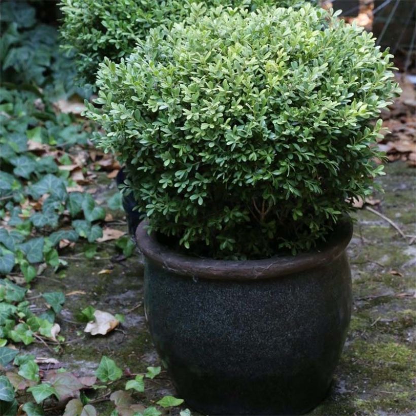 Buis - Buxus microphylla Rococo (Plant habit)