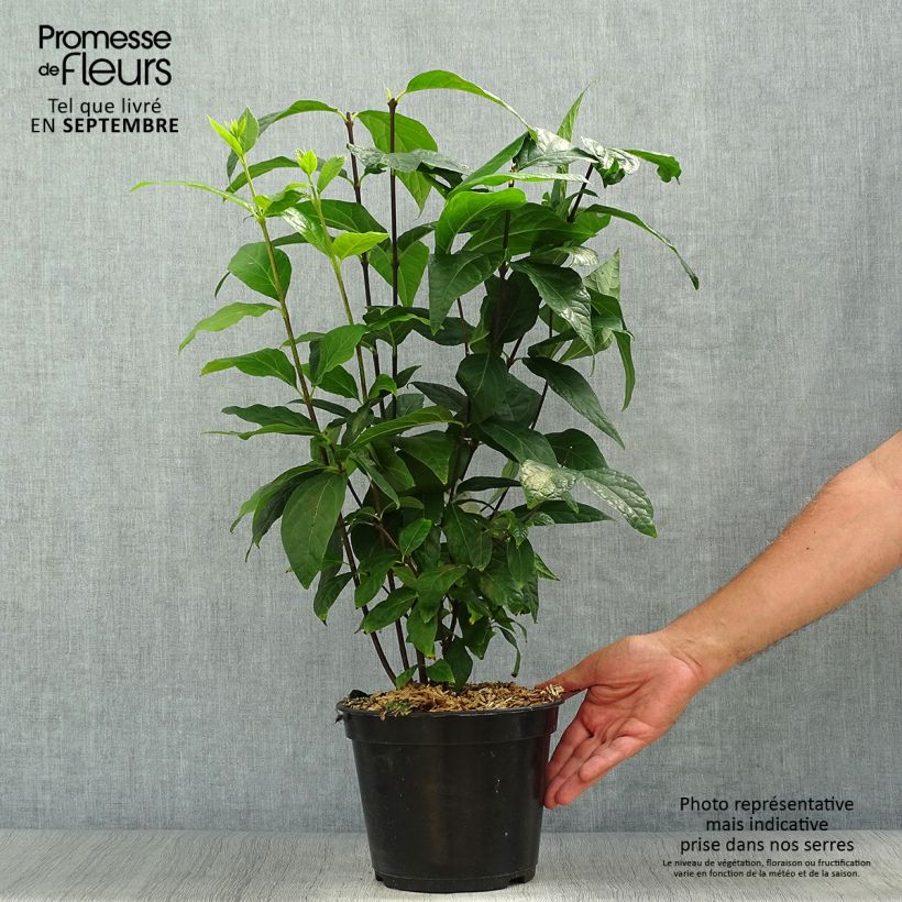 Example of Calycanthus Michael Lindsay - Arbre aux anémones Pot de 4L/5L as you get in automne