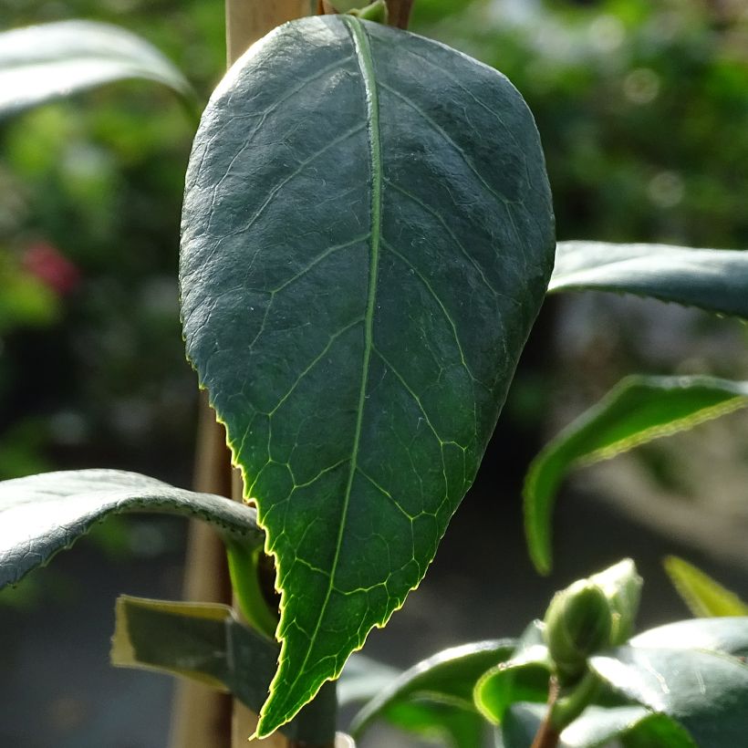 Camélia Tulip Time - Camellia (x) williamsii (Foliage)