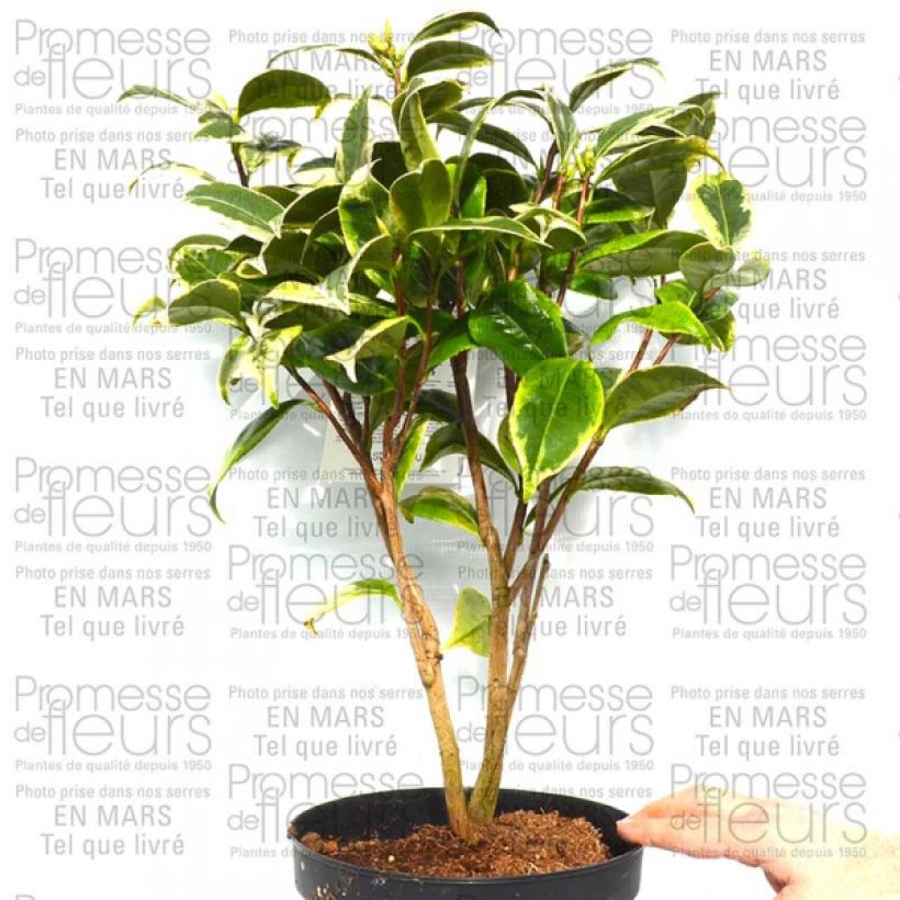Example of Camélia classique - Camellia Kerguelen Pot de 4L/5L as you get