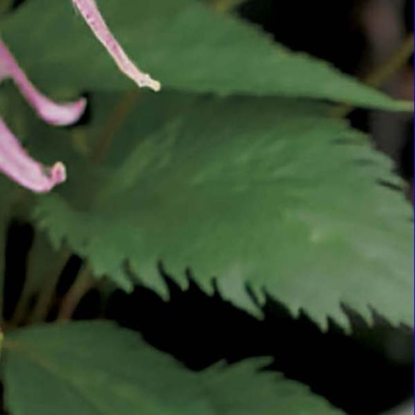 Campanule hybride Pink Octopus (Foliage)