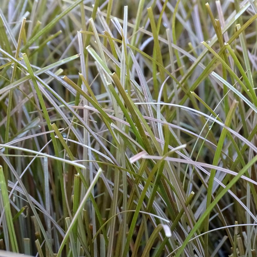 Carex flagellifera Bronzita - Laîche de Nouvelle-Zélande (Foliage)