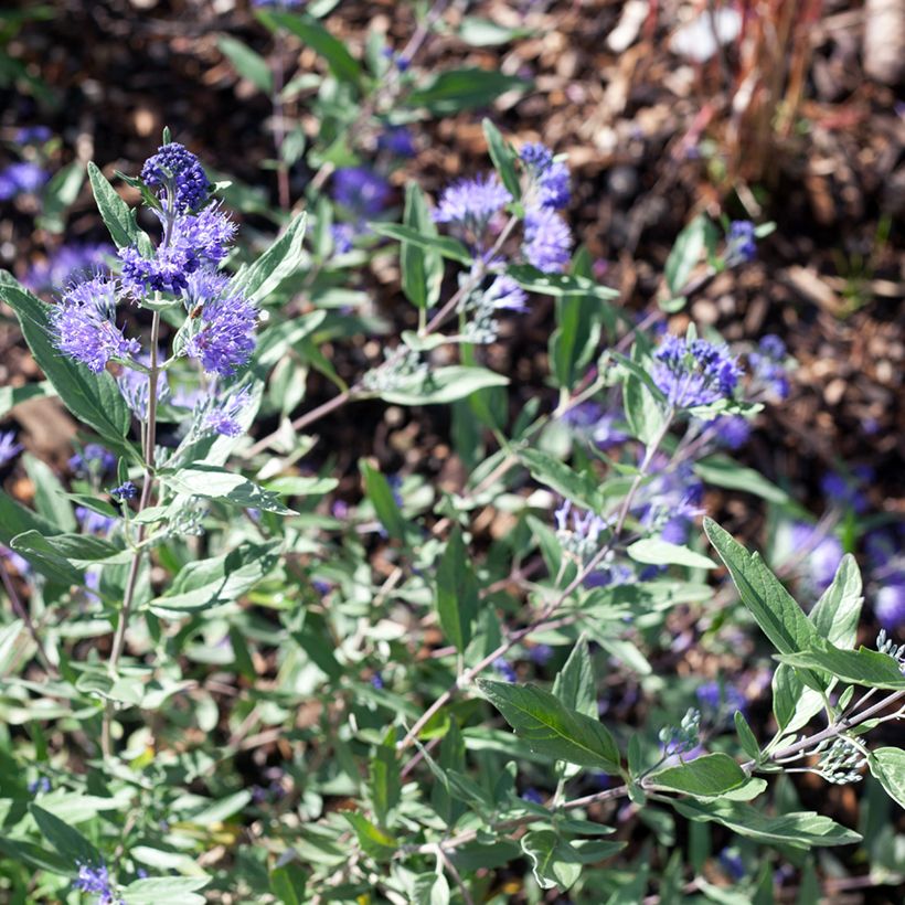 Caryopteris clandonensis Dark Knight - Spirée bleue (Flowering)