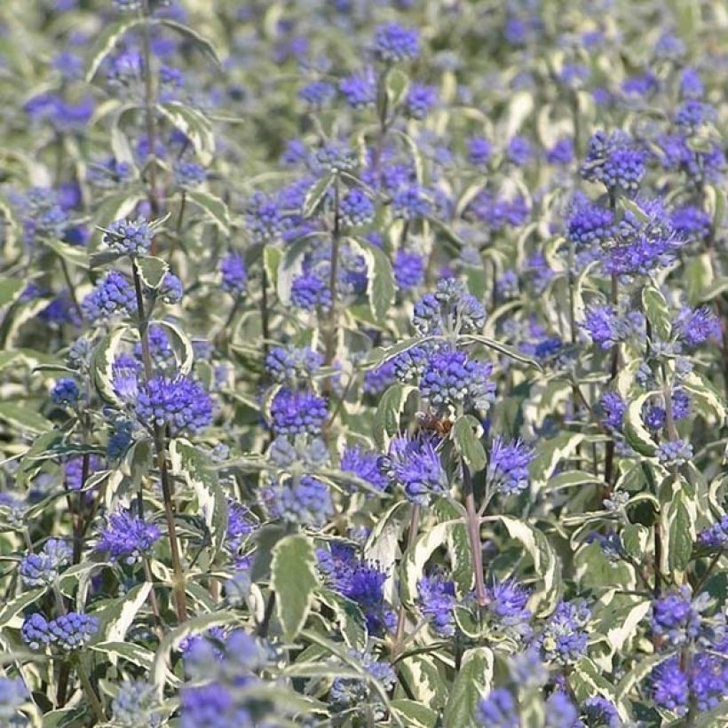 Caryopteris White Surprise - Spirée bleue, Barbe-bleue (Flowering)