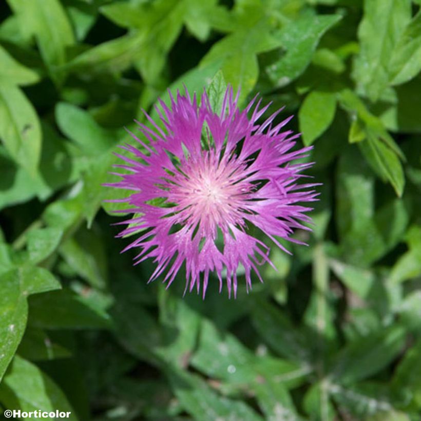Centaurée, Centaurea pulcherrima (Flowering)