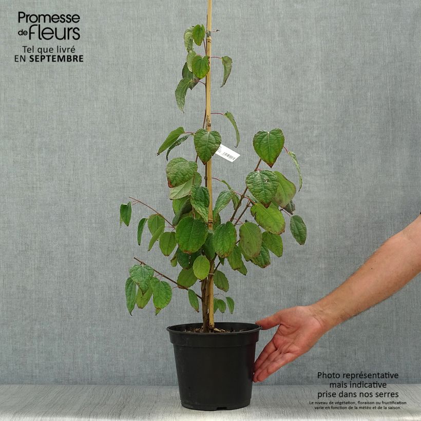 Example of Cercidiphyllum japonicum Glowball - Arbre à caramel  Pot de 4L/5L as you get in automne