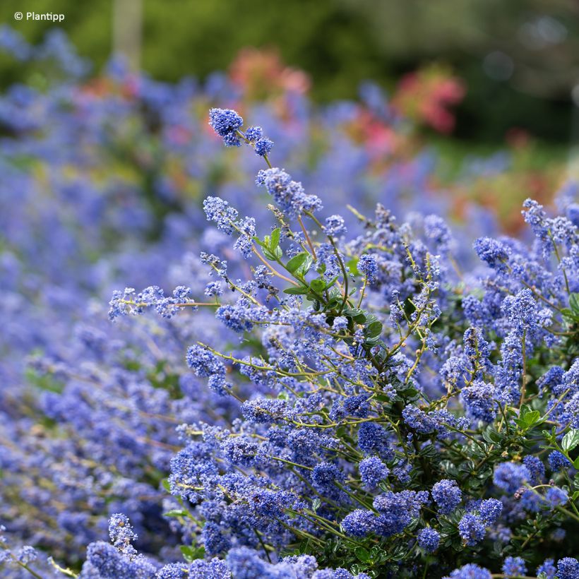 Céanothe Pacific Wave - Lilas de Californie (Flowering)