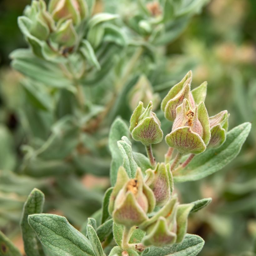 Cistus albidus - Ciste cotonneux (Foliage)