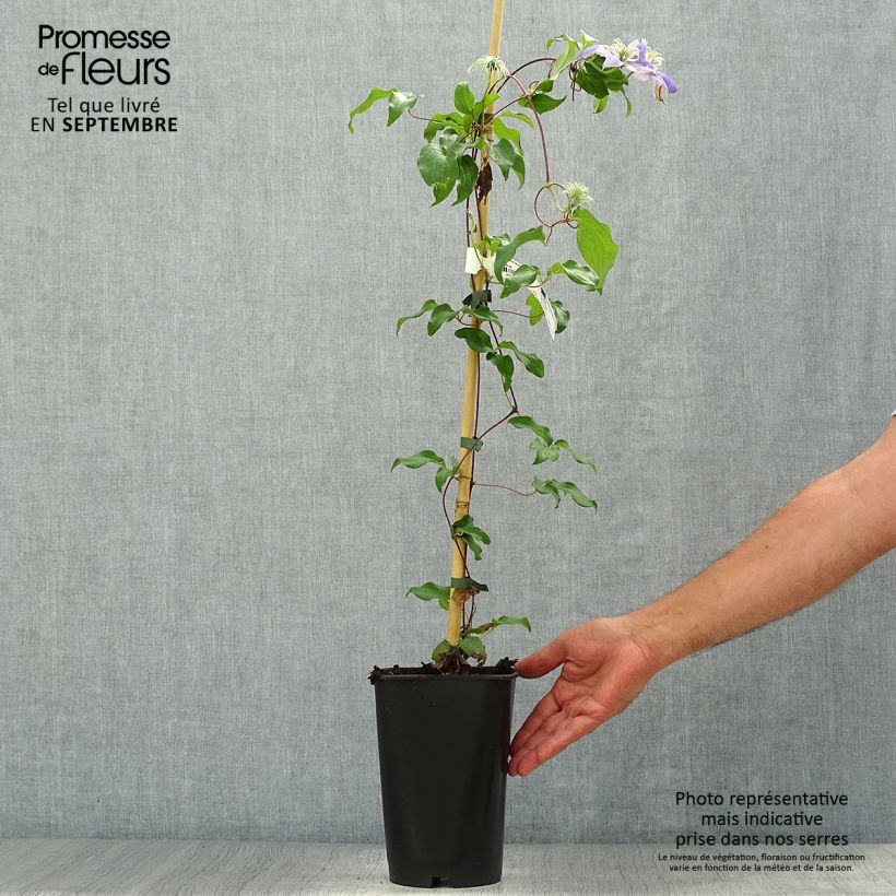 Example of Clématite - Clematis Lasurstern Pot de 1,5L/2L as you get in automne