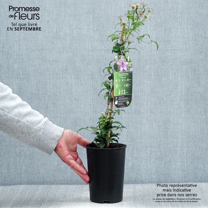 Example of Clématite Proud Mary Pot de 2L/3L as you get in automne