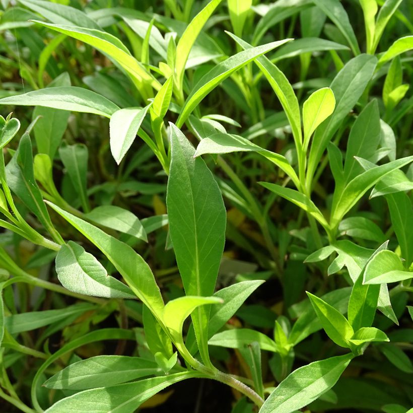 Cosmos atrosanguineus Chocamocha - Cosmos chocolat (Foliage)
