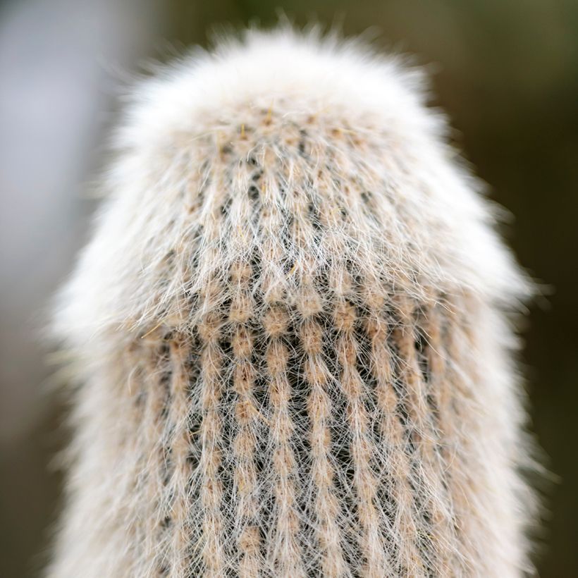 Cactus cierge - Cleistocactus strausii (Foliage)