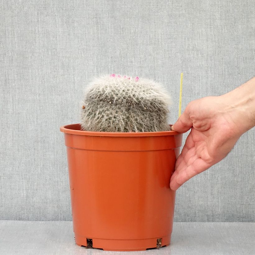 Example of Cactus - Mammillaria hahniana Pot de 4L/5L as you get in automne