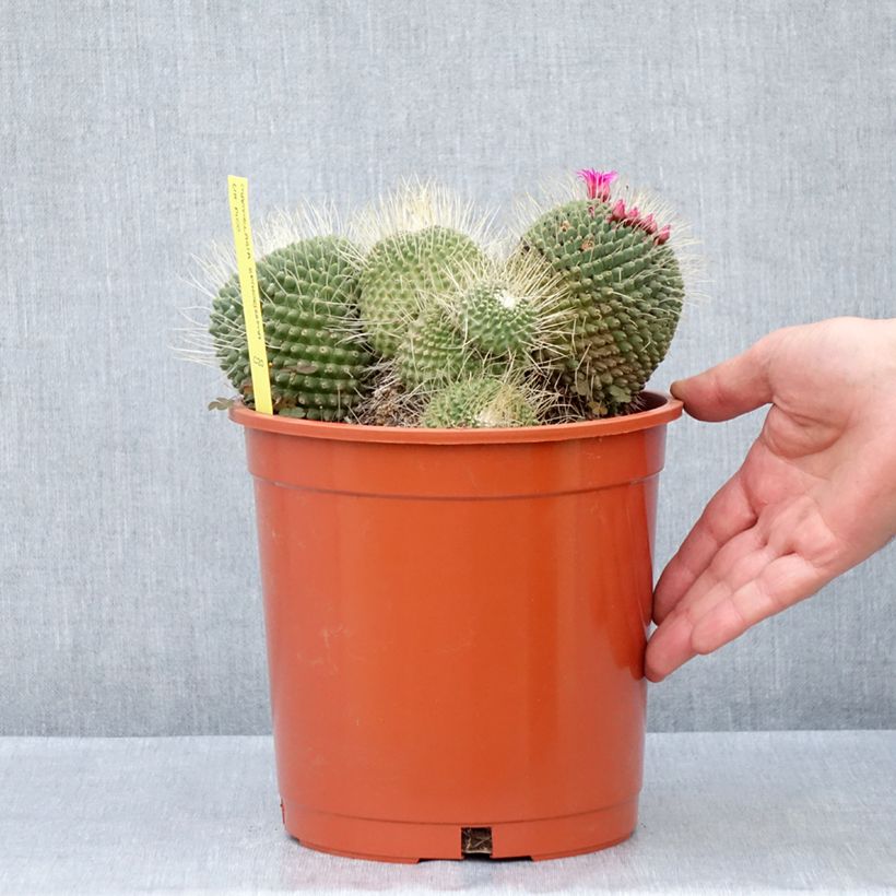 Example of Cactus - Mammillaria Un Pico Pot de 4L/5L as you get in ete