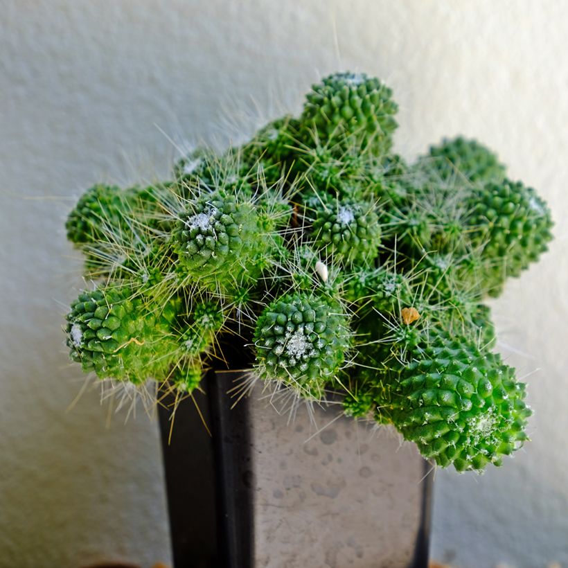 Cactus - Mammillaria Un Pico (Plant habit)