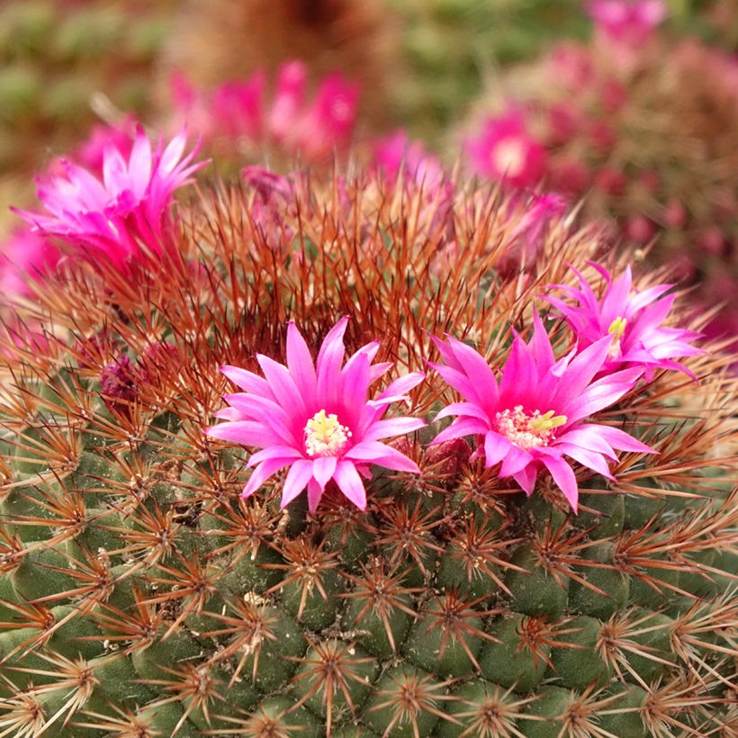 Cactus - Mammillaria ernestii var. rubrispina (Flowering)