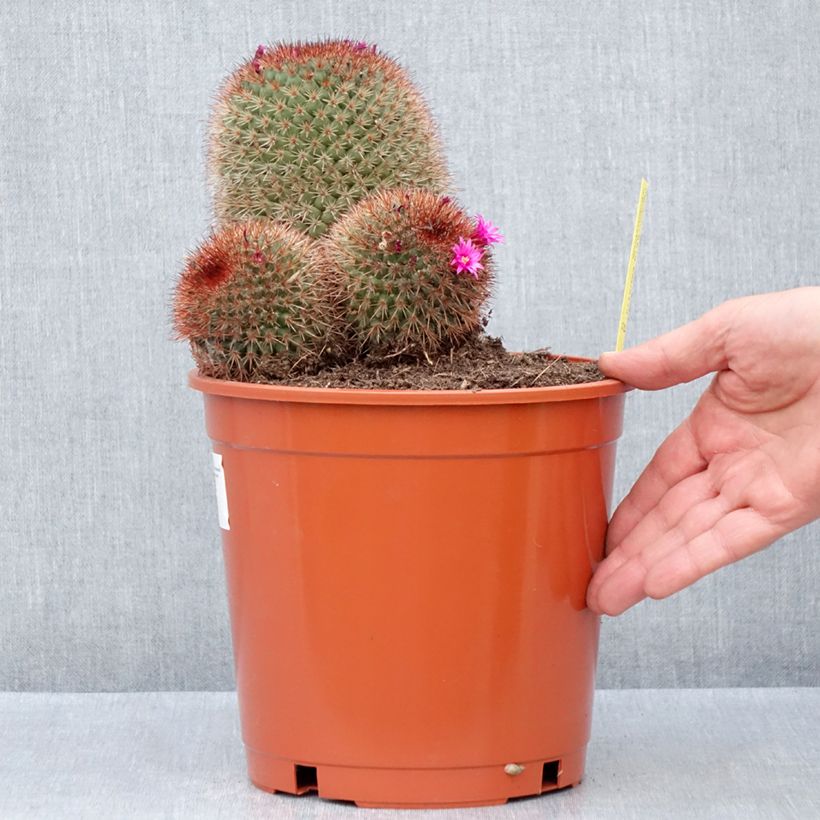 Example of Cactus - Mammillaria ernestii var. rubrispina Pot de 4L/5L as you get in automne