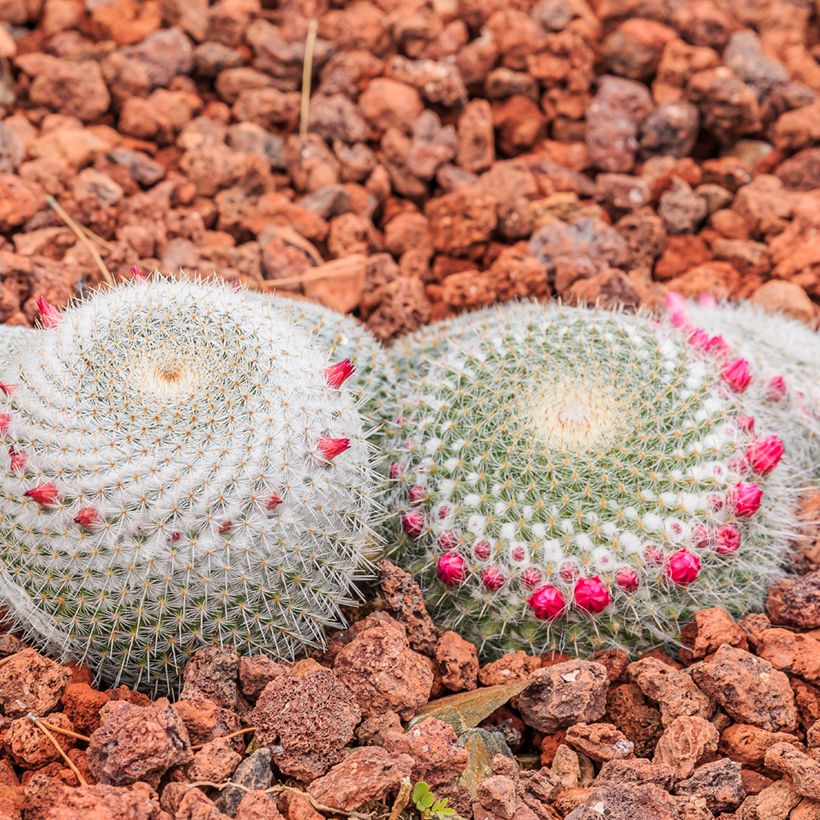 Cactus - Mammillaria muehlenpfordtii (Plant habit)