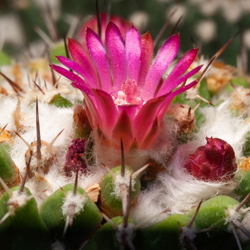 Cactus - Mammillaria pringlei (Flowering)