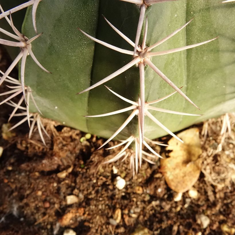 Cactus - Melocactus bahiensis (Foliage)