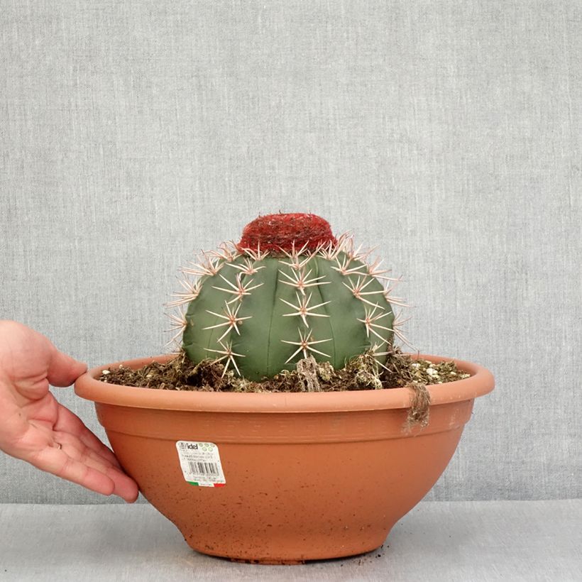 Example of Cactus - Melocactus bahiensis Pot de 6L/7L as you get in automne