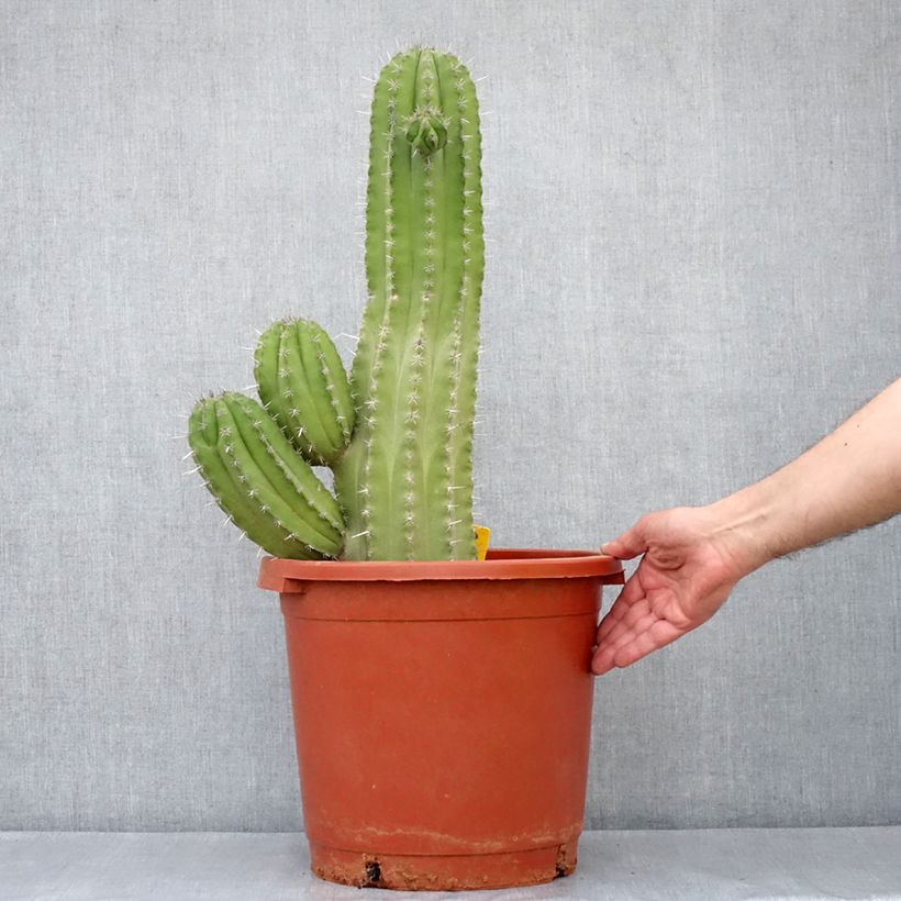 Example of Cactus - Polaskia chichipe Pot de 12L/15L as you get in automne