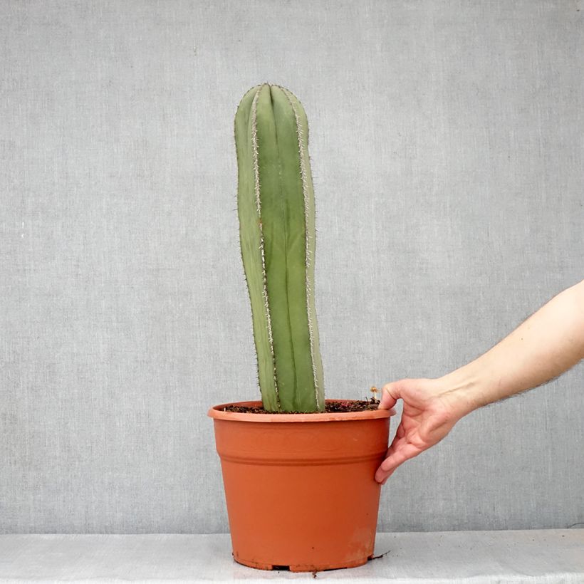 Example of Cactus - Stenocereus marginatus Pot de 12L/15L as you get in automne