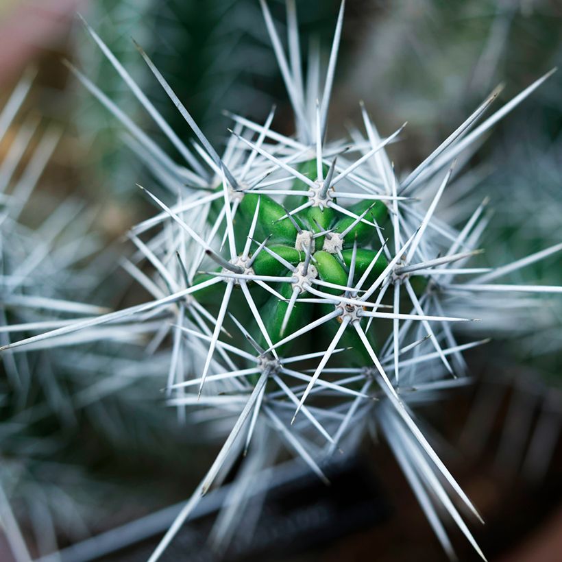 Cactus - Stetsonia coryne (Foliage)