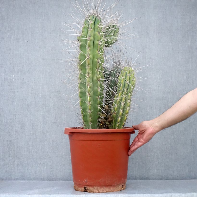 Example of Cactus - Stetsonia coryne Pot de 12L/15L as you get in automne