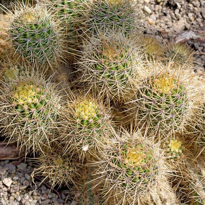 Cactus - Mammillaria baxteriana (Plant habit)