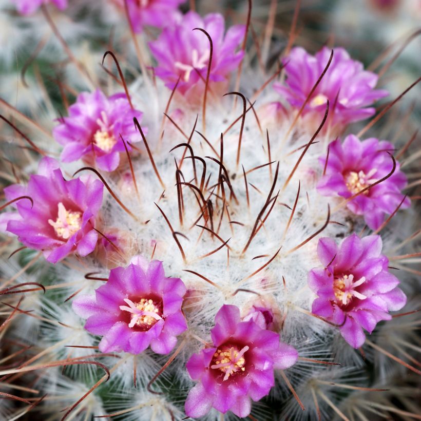 Cactus - Mammillaria bombycina (Flowering)
