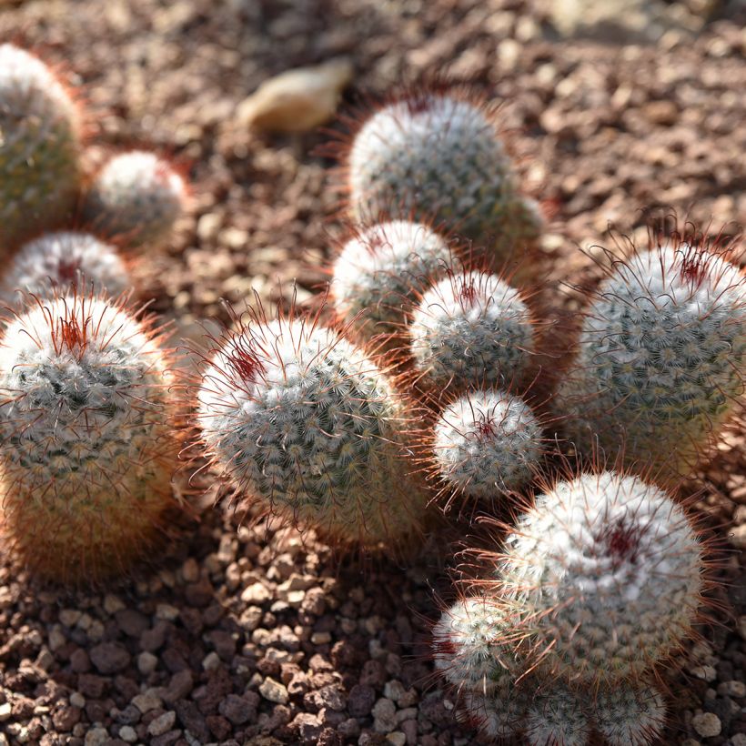 Cactus - Mammillaria bombycina (Plant habit)