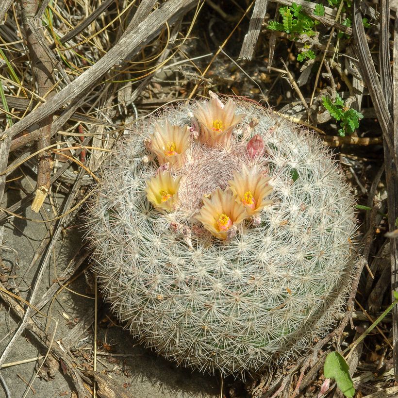 Cactus - Mammillaria candida (Plant habit)
