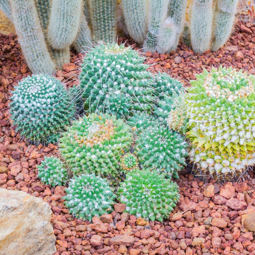 Cactus - Mammillaria nejapensis Silver Arrows (Plant habit)