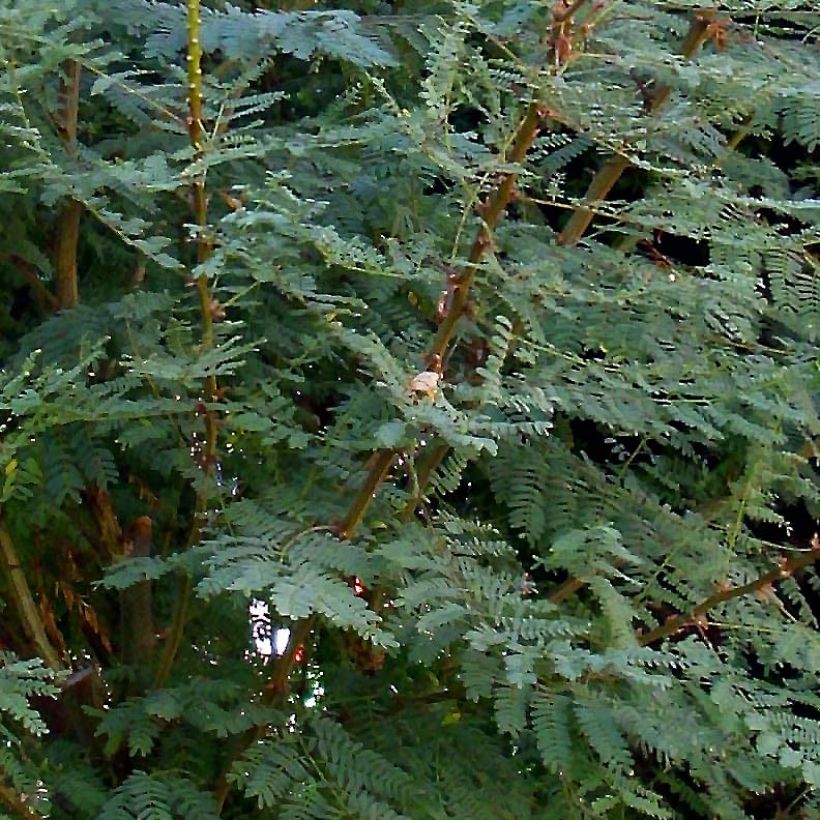 Caesalpinia gilliesii - Petit flamboyant (Foliage)