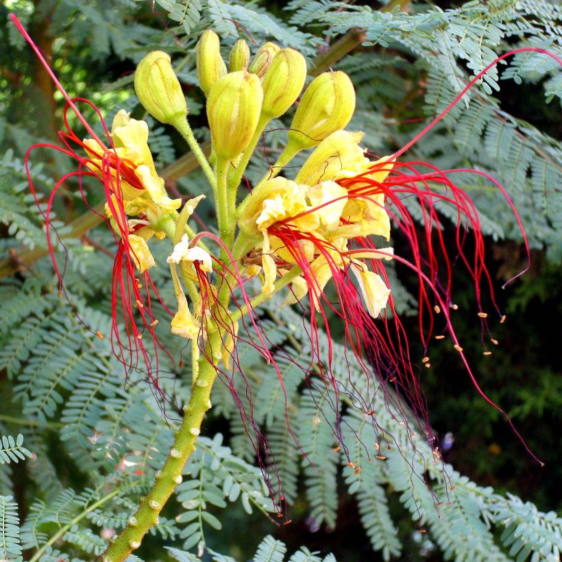 Caesalpinia gilliesii - Petit flamboyant (Flowering)