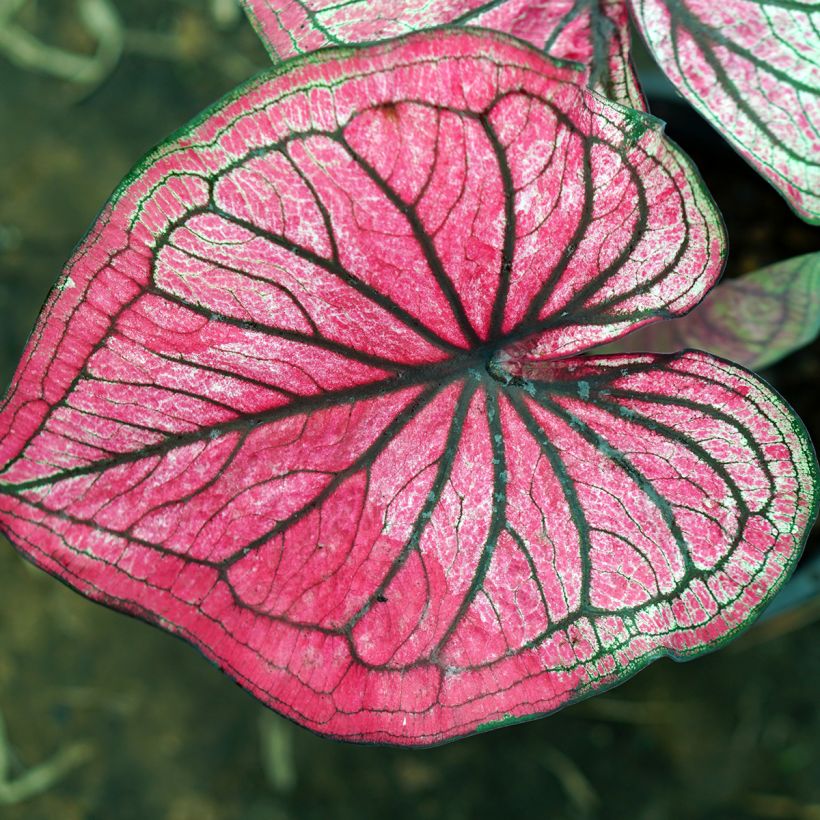 Caladium Lucia (Foliage)