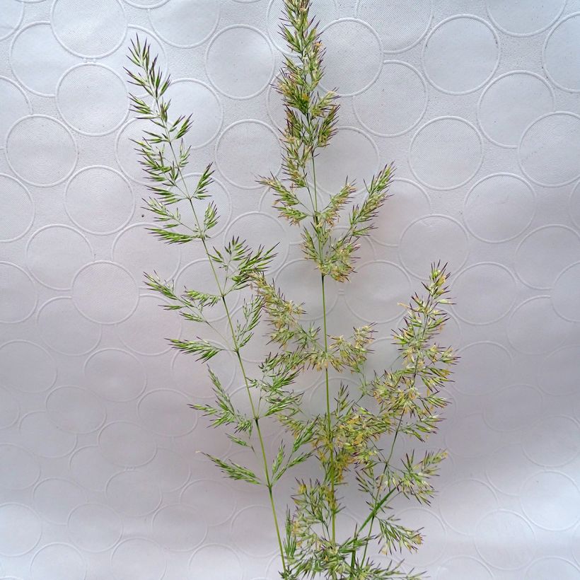 Calamagrostis acutiflora Avalanche - Calamagrostide (Flowering)