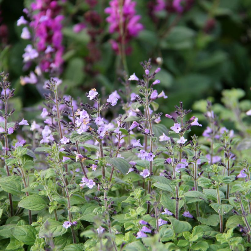 Calamintha nepeta Marvelette Blue - Calament (Flowering)